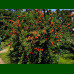 Punica granatum - Nar