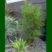 Frangula alnus Ron Williams - Frangula