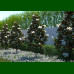 Magnolia grandiflora Little Gem - Magnolija zimzelena Little Gem