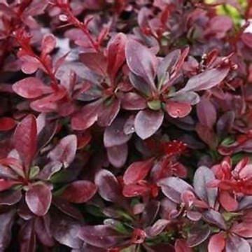 Berberis thunbergii Red Chief - Berberis Red Chief