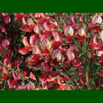 Cytisus Roter Favorit - Citisus Roter Favorit