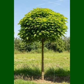 Catalpa bignonioides Nana - Kuglasta katalpa