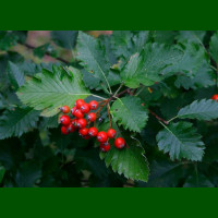Sorbus intermedia - Švedska mukinja