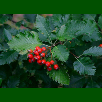 Sorbus intermedia - Švedska mukinja