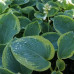 Hosta Frances Williams