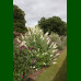 Buddleja davidii White Profusion - Letnji jorgovan White Profusion