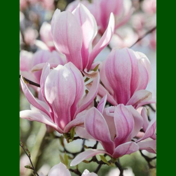 Magnolia soulongeana 