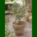 Olea europaea Cipressino - Maslina drvo Cipressino