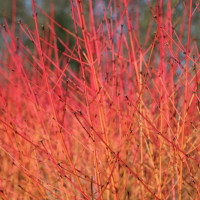 Cornus sanguinea Midwinter Fire - Dren Midwinter Fire