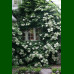 Hydrangea petiolaris - Hortenzija penjačica