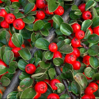 Cotoneaster horizontalis - Baštenska dunjarica