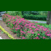 Spirea japonica Anthony Waterer - Japanska spirea Anthony Waterer