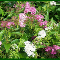 Spirea japonica Genpei - Japanska spirea Genpei