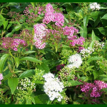 Spirea japonica Genpei - Japanska spirea Genpei