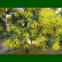 Koelreuteria paniculata - Lampion drvo
