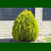 Thuja orientalis Aurea Nana - Istočna tuja Aurea Nana