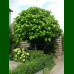 Catalpa bignonioides Nana - Kuglasta katalpa