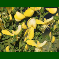 Cytisus Luna - Citisus Luna