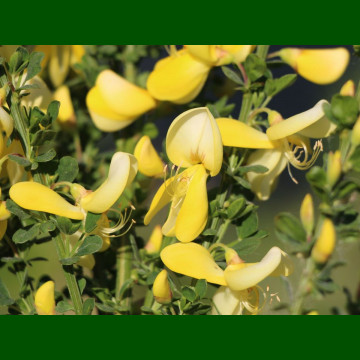 Cytisus Luna - Citisus Luna