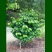 Cercis chinensis Avondale - Judino drvo Avondale