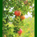 Punica granatum - Nar