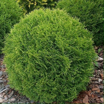 Thuja occidentalis Tiny Tim - Loptasta tuja Tiny Tim