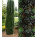 Taxus baccata Fastigiata Robusta - Stubasta tisa