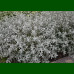 Caryopteris x clandonensis Sterling Silver - Kariopteris Sterling Silver