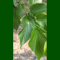 Morus alba Fruitless - Beli dud Fruitless