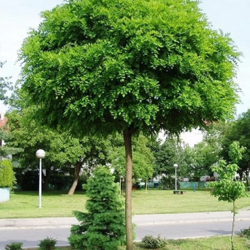 Robinia pseudoacacia Umbraculifera - Kuglasti bagrem