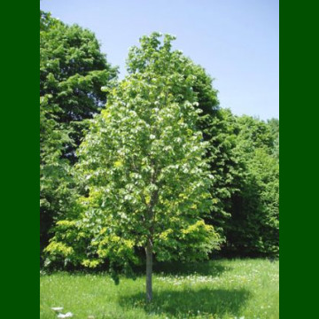Tilia tomentosa Szeleste - Srebrnasta lipa Szeleste