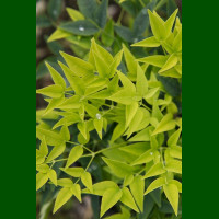 Nandina domestica Lemon Lime - Nandina Lemon Lime