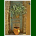 Olea europaea Cipressino - Maslina drvo Cipressino