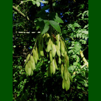 Fraxinus excelsior – Beli jasen