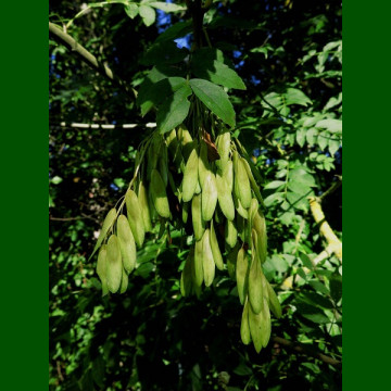 Fraxinus excelsior – Beli jasen