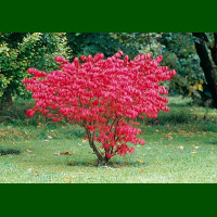 Euonymus alatus Compactus - Patuljasti evonimus