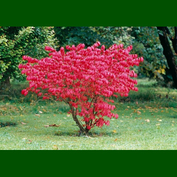 Euonymus alatus Compactus - Patuljasti evonimus