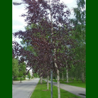 Betula pendula Purpurea - Crvenolisna breza