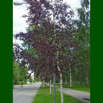 Betula pendula Purpurea - Crvenolisna breza