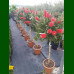 Callistemon citrinus - Kalistemon na štapu