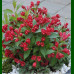 weigela All Summer Red - Vejgela All Summer Red