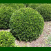 Buxus - Šimšir kuglasti