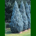 Juniperus scopulorum Moonglow - Stubasta kleka Moonglow