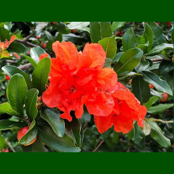 Punica granatum - Nar