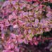 Berberis thunbergii Golden Ring - Berberis Golden Ring