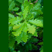 Quercus Petraea - Hrast kitnjak