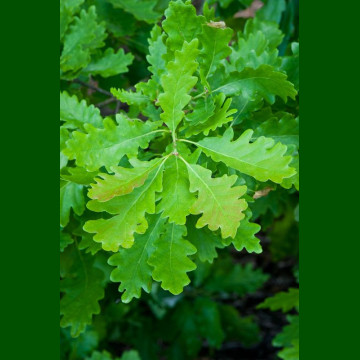 Quercus Petraea - Hrast kitnjak