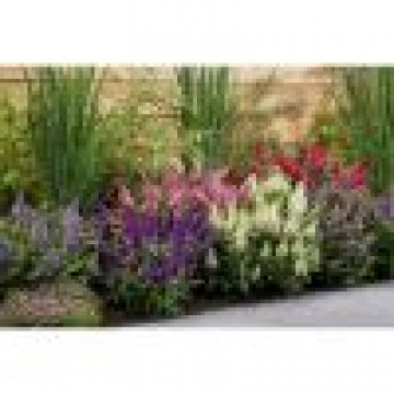 Buddleja davidii Butterfly Candy Little