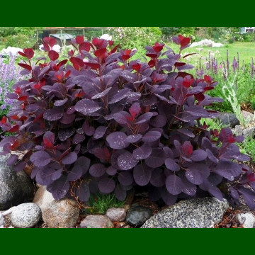 Cotinus coggygria Lilla - Patuljasti purpurni cotinus