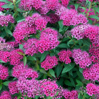 Spirea japonica Anthony Waterer - Japanska spirea Anthony Waterer